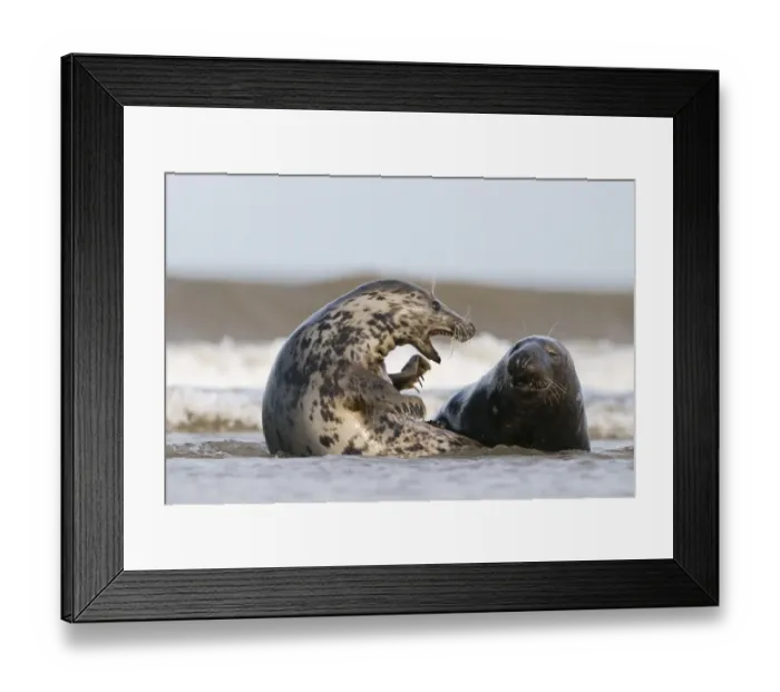 Framed Print : Grey Seals Blakeney Norfolk Framed Print : Grey Seals Blakeney Norfolk