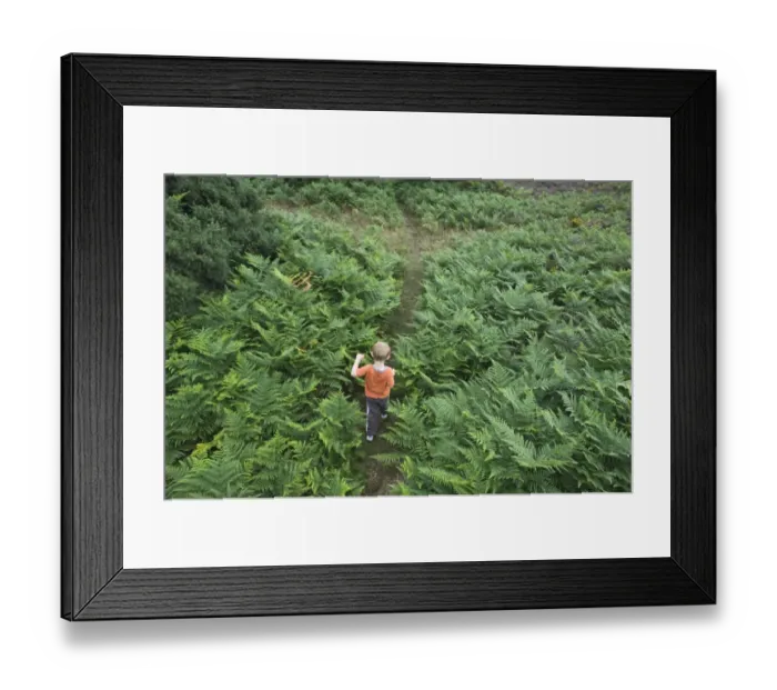 Framed Print : Young boy walking through bracken North Norfolk summer Framed Print : Young boy walking through bracken North Norfolk summer