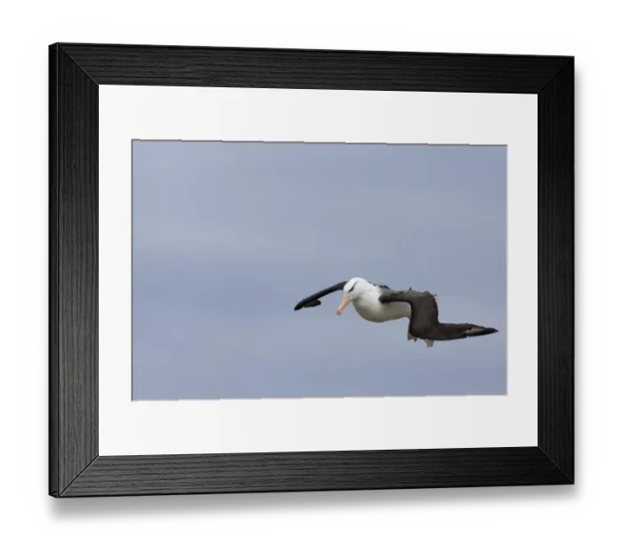 Framed Print : Black-browed Albatross Thalassarche melanophrys Steeple Jason Island Falklands November Framed Print : Black-browed Albatross Thalassarche melanophrys Steeple Jason Island Falklands November