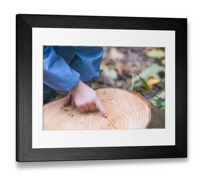Framed Print : Young boy counting growth rings on tree stump Norfolk winter Framed Print : Young boy counting growth rings on tree stump Norfolk winter