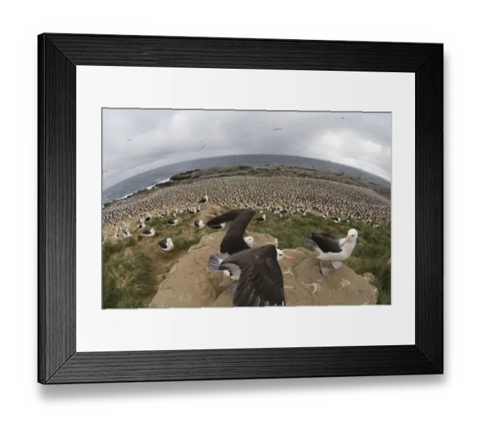 Framed Print : Black-browed Albatross Thalassarche melanophrys colony on Steeple Jason Island Falklands November Framed Print : Black-browed Albatross Thalassarche melanophrys colony on Steeple Jason Island Falklands November