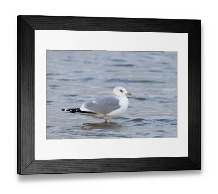 Framed Print : Common Gull Larus canus in winter plumage Norfolk January