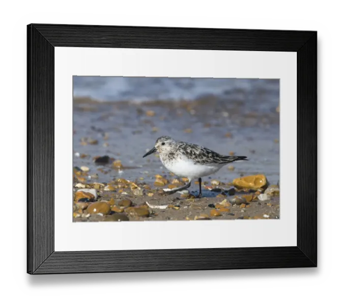 Framed Print : Sanderling Calidris alba adult moulting from breeding to non breeding plumage Norfolk Framed Print : Sanderling Calidris alba adult moulting from breeding to non breeding plumage Norfolk