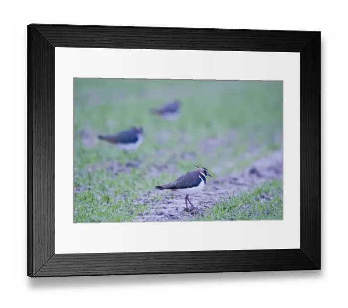 Framed Print : Lapwing Vanellus vanellus on winter wheat Norfolk