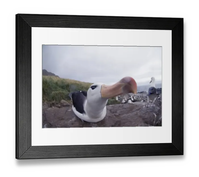 Framed Print : Black-browed Albatross Thalassarche melanophrys Steeple Jason Island Falklands November