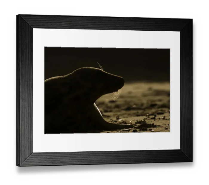 Framed Print : Grey Seal Halichoerus gryphus silhoutted on beach at dawn Norfolk winter Framed Print : Grey Seal Halichoerus gryphus silhoutted on beach at dawn Norfolk winter