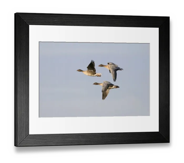 Framed Print : Pink-footed Geese Anser brachyrhynchus Norfolk