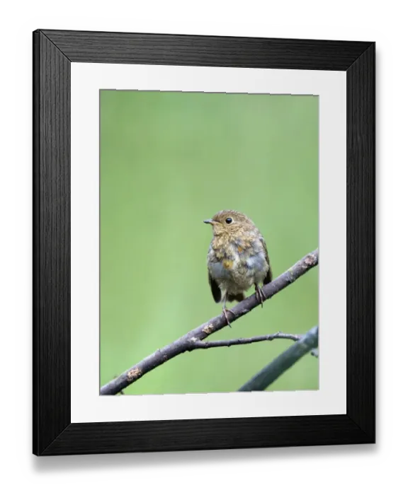 Framed Print : Robin Erithacus rubecula juvenile July Norfolk Framed Print : Robin Erithacus rubecula juvenile July Norfolk