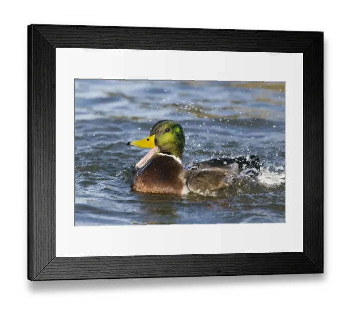 Framed Print : Mallard Anas Platyrhynchos male quacking and bathing Norfolk winter Framed Print : Mallard Anas Platyrhynchos male quacking and bathing Norfolk winter
