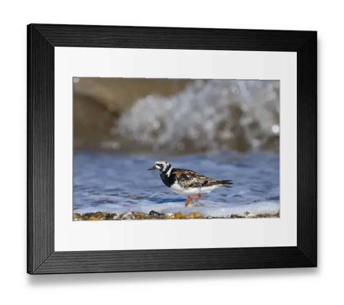 Framed Print : Turnstone Interpres arenaria in breeding plumage on beach at Snettisham RSPB Reserve Framed Print : Turnstone Interpres arenaria in breeding plumage on beach at Snettisham RSPB Reserve