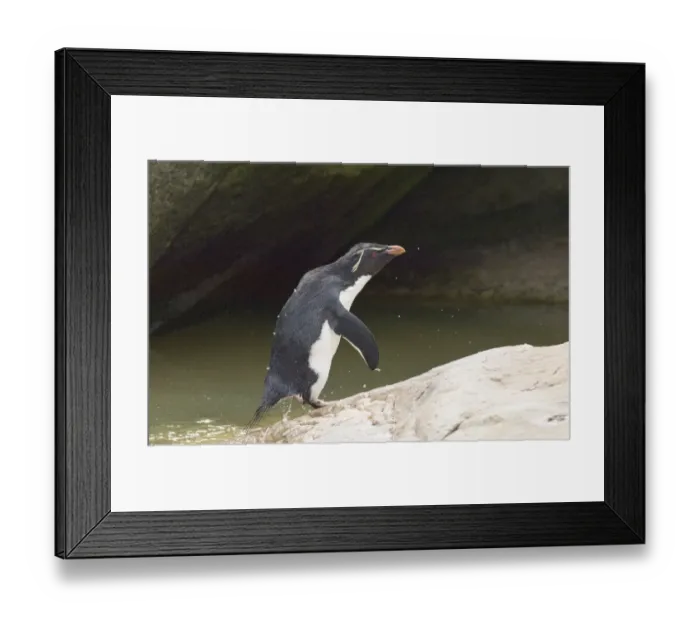Framed Print : Rockhopper Penguin Eudyptes chrysocome leaping from sea Falklands Framed Print : Rockhopper Penguin Eudyptes chrysocome leaping from sea Falklands