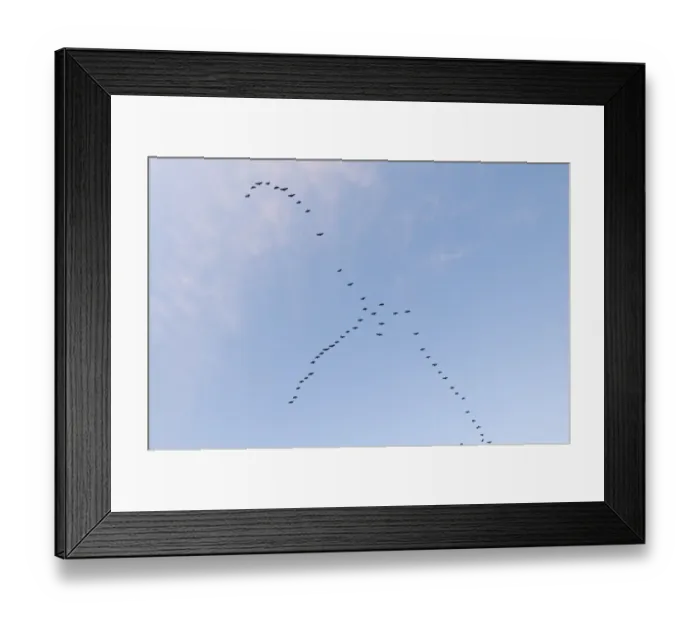 Framed Print : Pink-footed Geese Anser brachyrynchus leaving roost at Snettisham Norfolk winter Framed Print : Pink-footed Geese Anser brachyrynchus leaving roost at Snettisham Norfolk winter