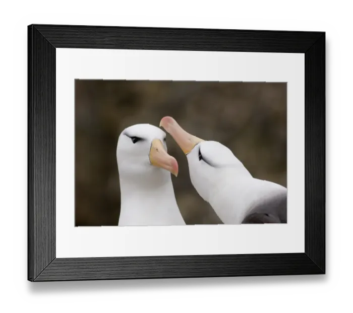 Framed Print : Black-browed Albatross Thalassarche melanophrys pair in courtship display New Island Framed Print : Black-browed Albatross Thalassarche melanophrys pair in courtship display New Island