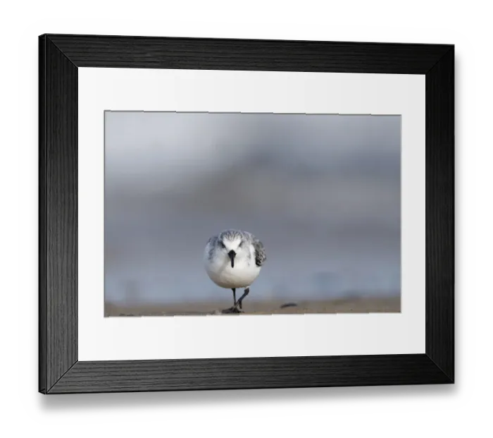 Framed Print : Sanderling Calidris alba Blakeney Norfolk autumn Framed Print : Sanderling Calidris alba Blakeney Norfolk autumn