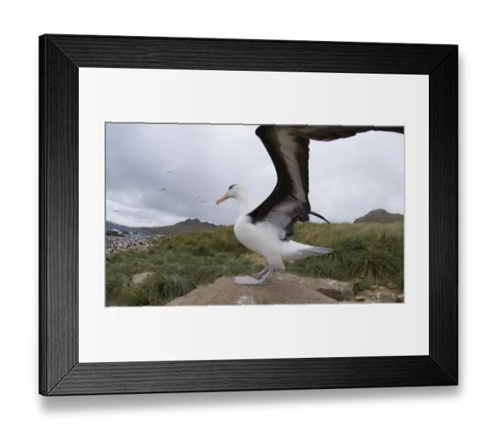 Framed Print : Black-browed Albatross Thalassarche melanophrys Steeple jason Island Falklands (second Framed Print : Black-browed Albatross Thalassarche melanophrys Steeple jason Island Falklands (second