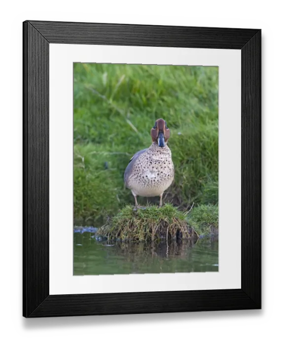 Framed Print : Teal Anas crecca male Cley Norfolk autumn Framed Print : Teal Anas crecca male Cley Norfolk autumn