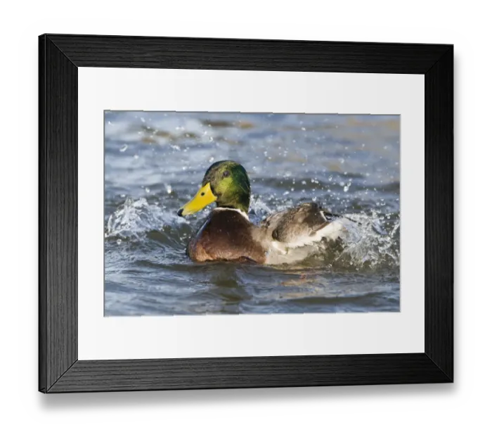 Framed Print : Mallard Anas Platyrhynchos male bathing Norfolk winter Framed Print : Mallard Anas Platyrhynchos male bathing Norfolk winter