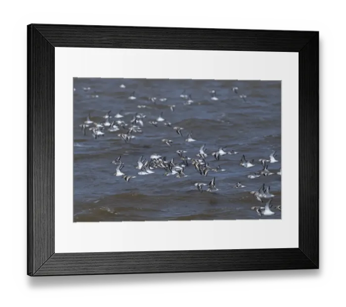 Framed Print : Sanderling Calidris alba flock Snettisham Norfolk August Framed Print : Sanderling Calidris alba flock Snettisham Norfolk August