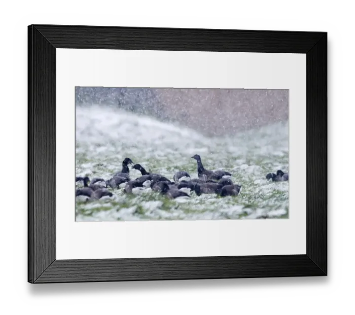 Framed Print : Brent Geese Branta bernicla in blizzard Cley Norfolk November Framed Print : Brent Geese Branta bernicla in blizzard Cley Norfolk November