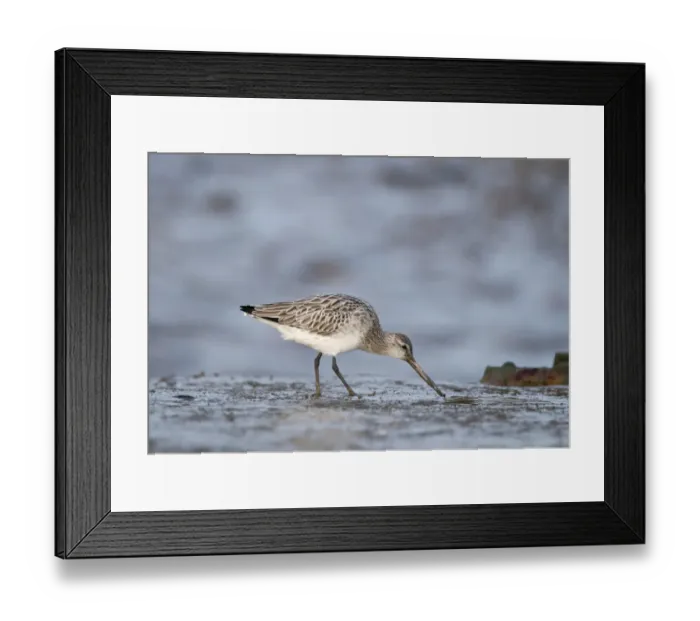 Framed Print : Bar-tailed Godwit Limosa lapponica feeding on ragworm Norfolk January Framed Print : Bar-tailed Godwit Limosa lapponica feeding on ragworm Norfolk January