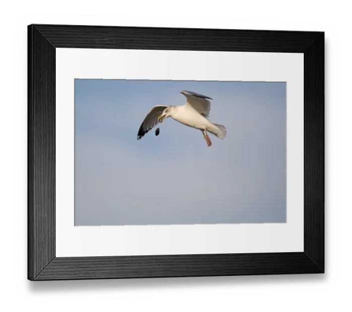 Framed Print : Herring Gull Larus argentatus dropping mussel to smash shell Brancaster Staithe North