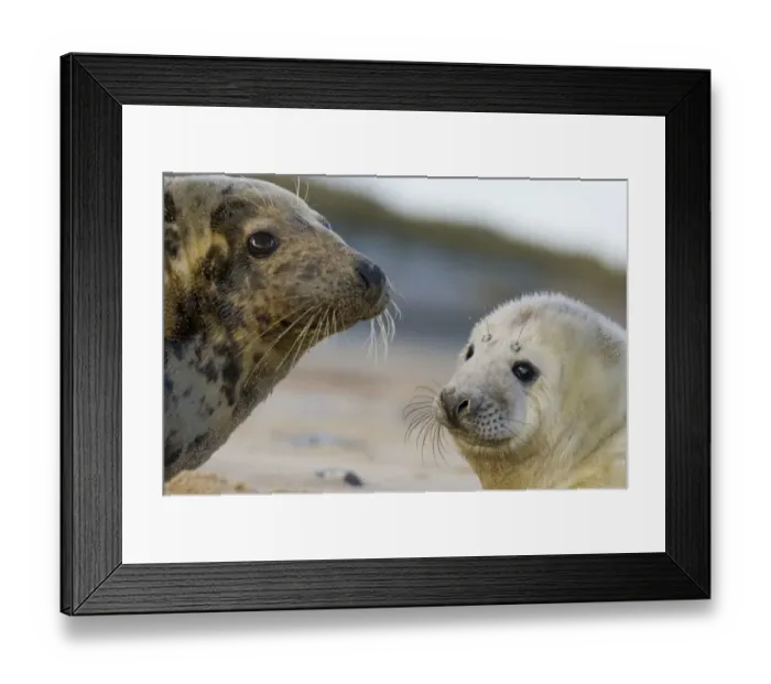 Framed Print : Grey Seal Halichoerus gryphus female and pup Norfolk winter Framed Print : Grey Seal Halichoerus gryphus female and pup Norfolk winter