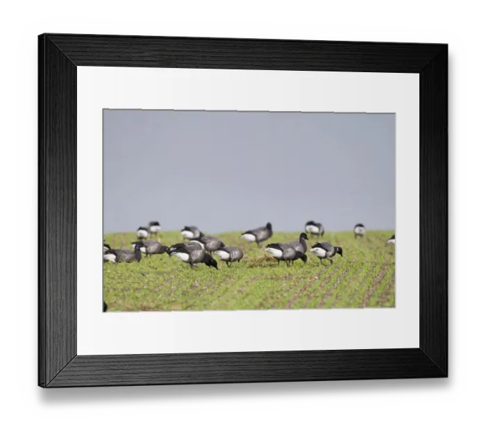 Framed Print : Brent Geese Branta bernicla grazing on farmers crop of winter wheat Norfolk winter Framed Print : Brent Geese Branta bernicla grazing on farmers crop of winter wheat Norfolk winter