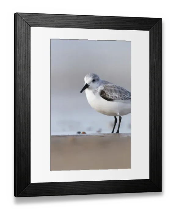 Framed Print : Sanderling Calidris alba Blakeney Norfolk autumn Framed Print : Sanderling Calidris alba Blakeney Norfolk autumn