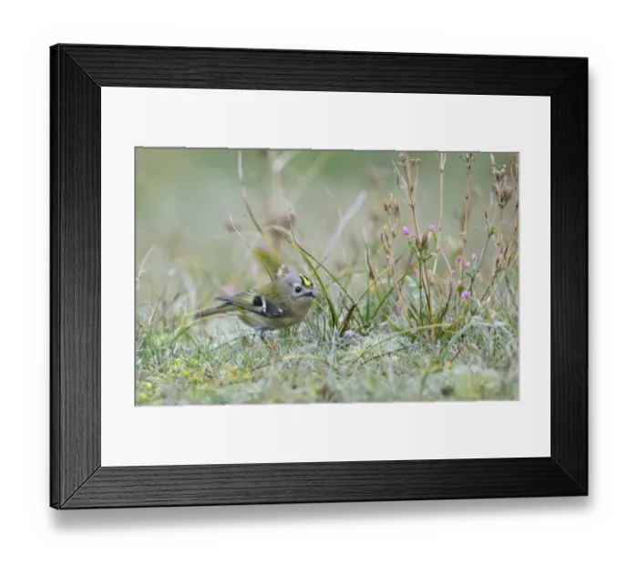 Framed Print : Goldcrest Regulus regulus migrant Holme Norfolk November