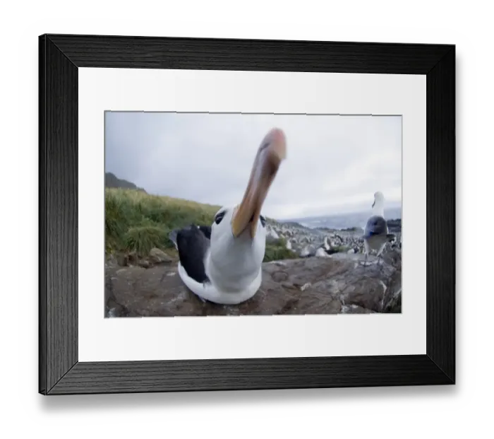 Framed Print : Black-browed Albatross Thalassarche melanophrys Steeple jason Island Falklands (second Framed Print : Black-browed Albatross Thalassarche melanophrys Steeple jason Island Falklands (second