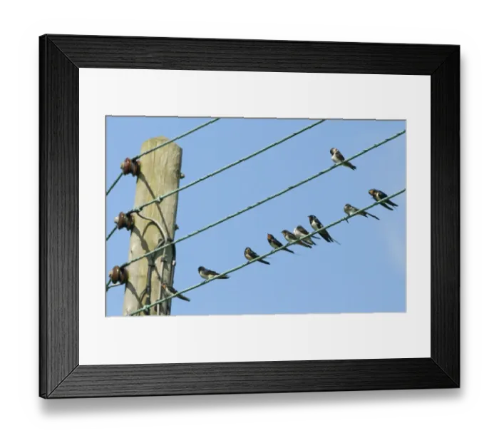 Framed Print : migrant Swallows Hirundo rustica on wires in village North Norfolk September Framed Print : migrant Swallows Hirundo rustica on wires in village North Norfolk September