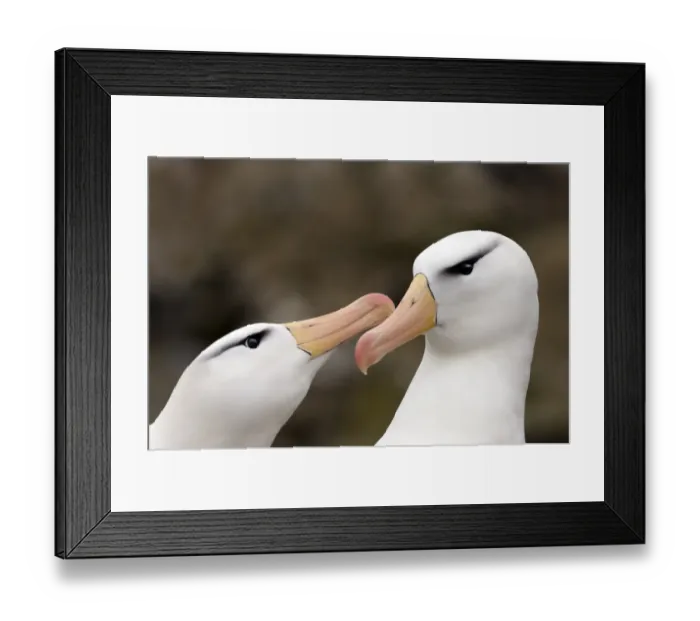 Framed Print : Black-browed Albatross Thalassarche melanophrys pair in courtship display New Island Framed Print : Black-browed Albatross Thalassarche melanophrys pair in courtship display New Island