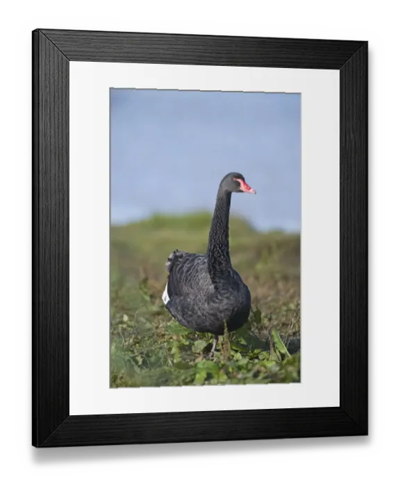 Framed Print : Black Swan Cygnus atratus native to Australia Framed Print : Black Swan Cygnus atratus native to Australia