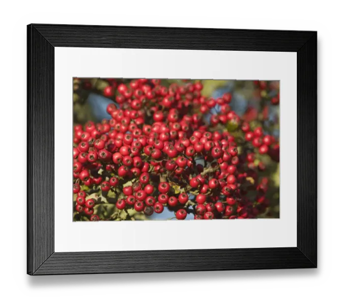 Framed Print : Hawthorn berries Crataegus monogyna in autumn Minsmere RSPB Reserve Suffolk Framed Print : Hawthorn berries Crataegus monogyna in autumn Minsmere RSPB Reserve Suffolk