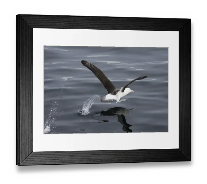 Framed Print : Black-browed Albatross Thalassarche melanophrys taking off, Southern Ocean off South Framed Print : Black-browed Albatross Thalassarche melanophrys taking off, Southern Ocean off South
