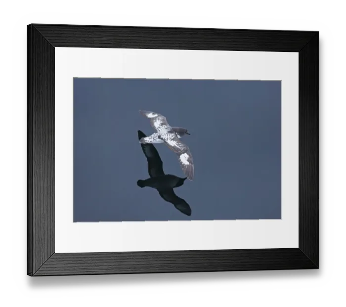Framed Print : Cape Petrel (Pintado) Daption capense Southern Ocean off Chile November Framed Print : Cape Petrel (Pintado) Daption capense Southern Ocean off Chile November