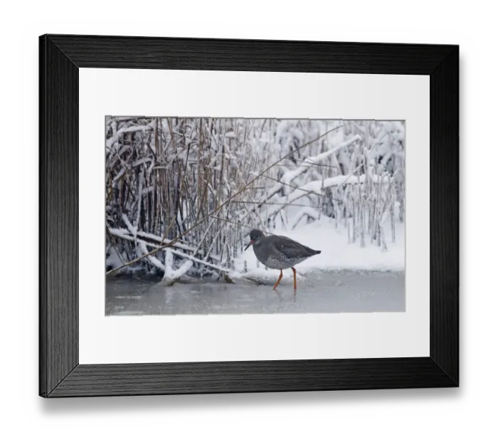 Framed Print : Redshank Tringa totanus on frozen ditch Cley Norfolk November Framed Print : Redshank Tringa totanus on frozen ditch Cley Norfolk November