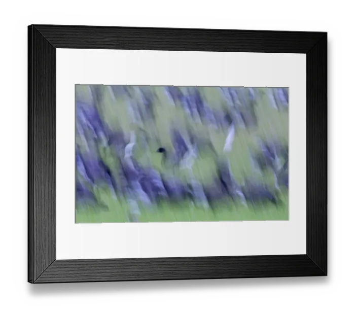 Framed Print : Brent Geese Branta bernicla Cley Norfolk winter Framed Print : Brent Geese Branta bernicla Cley Norfolk winter