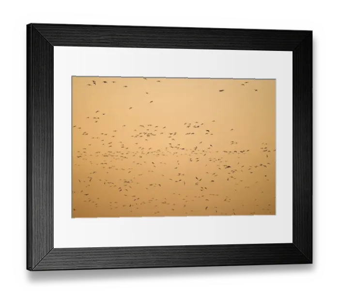 Framed Print : Pink-footed Geese Anser brachyrynchus arriving at roost in The Wash at Snettisham Framed Print : Pink-footed Geese Anser brachyrynchus arriving at roost in The Wash at Snettisham