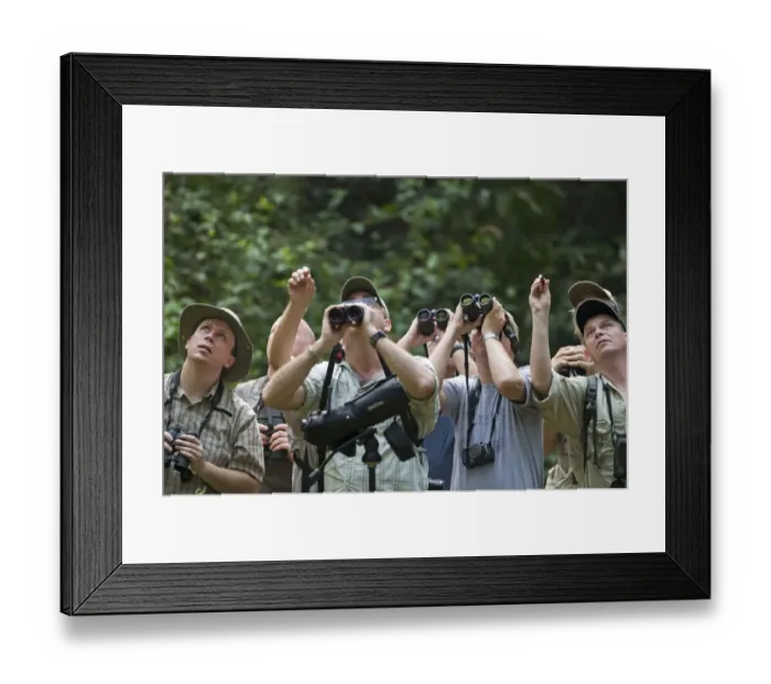 Framed Print : Forest birding in Subic Luzon Philippines Framed Print : Forest birding in Subic Luzon Philippines