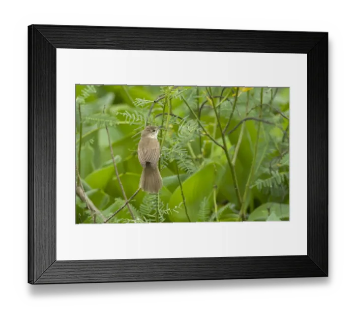 Framed Print : Clamorous Reed Warbler Acrocephalus stentoreus Candaba Marsh Luzon Philippines Framed Print : Clamorous Reed Warbler Acrocephalus stentoreus Candaba Marsh Luzon Philippines