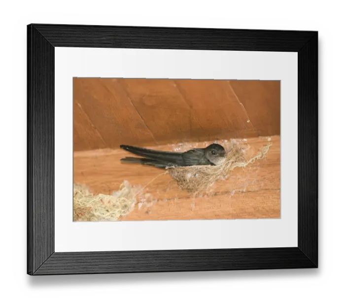 Framed Print : Glossy Swiftlet Collocalia esculenta nesting inside dwelling Cebu Philippines Framed Print : Glossy Swiftlet Collocalia esculenta nesting inside dwelling Cebu Philippines