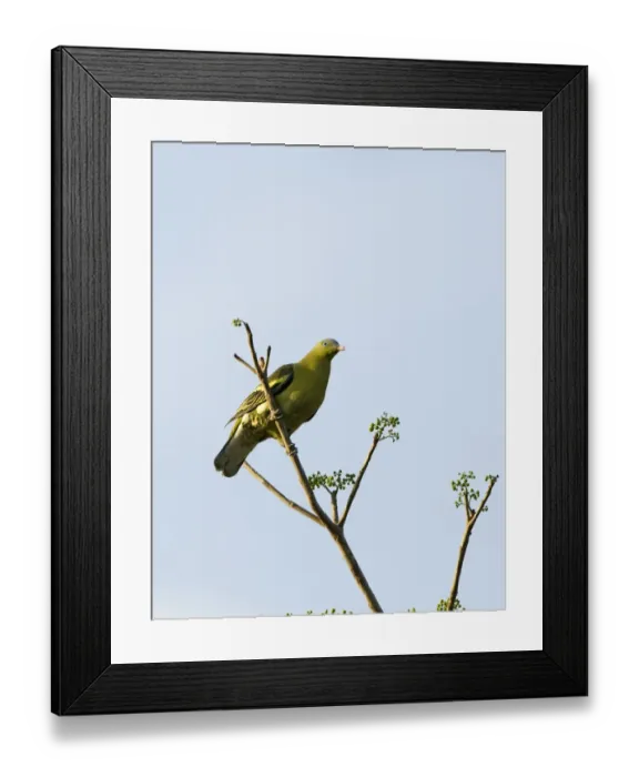 Framed Print : Pompadour Green-Pigeon Treron pompadora Subic Luzon Philippines