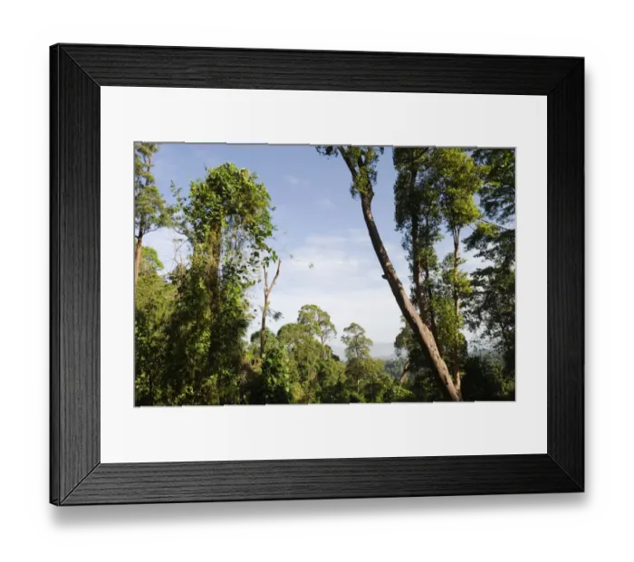 Framed Print : Lowland forest at Subic on Luzon Philippines Framed Print : Lowland forest at Subic on Luzon Philippines