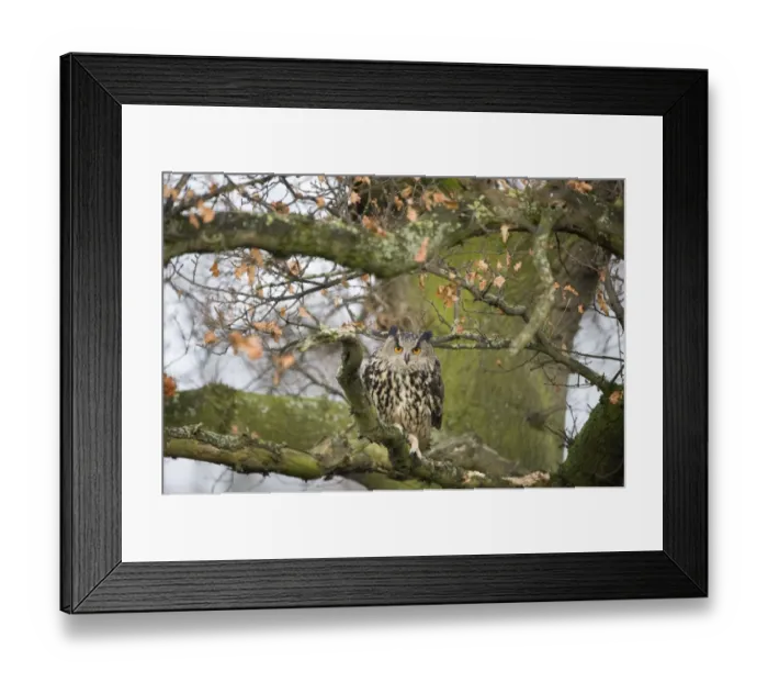 Framed Print : Eagle Owl Bubo bubo Glos UK (controlled) Framed Print : Eagle Owl Bubo bubo Glos UK (controlled)