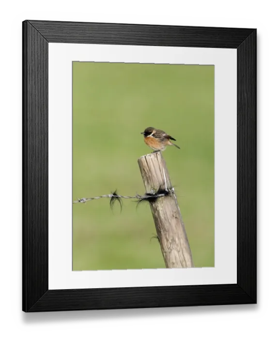 Framed Print : Stonechat Saxicola torquata Norfolk winter Framed Print : Stonechat Saxicola torquata Norfolk winter