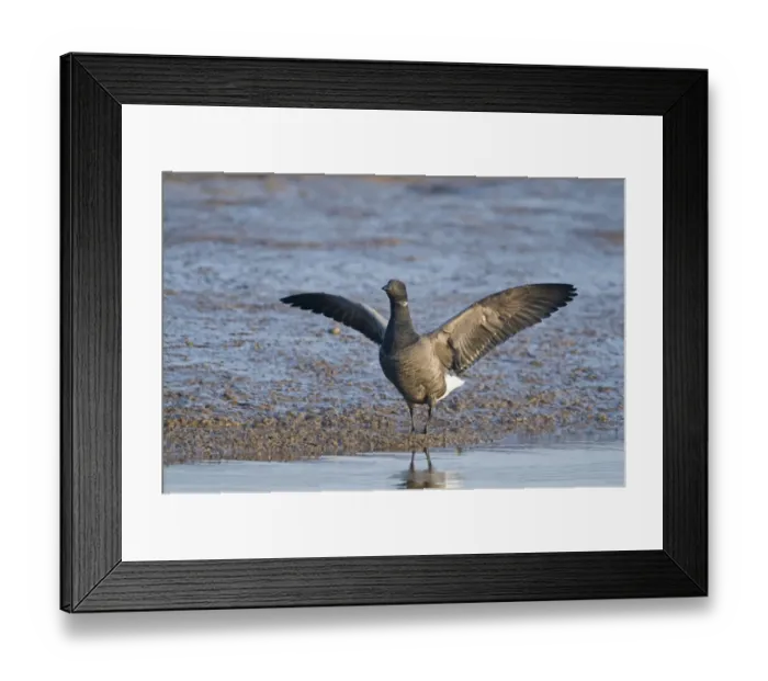 Framed Print : Brent Goose Branta bernicla in tidal creek at Brancaster Staithe Norfolk winter Framed Print : Brent Goose Branta bernicla in tidal creek at Brancaster Staithe Norfolk winter