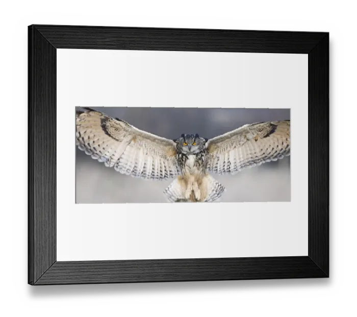 Framed Print : Eagle Owl Bubo bubo Glos UK (controlled) Framed Print : Eagle Owl Bubo bubo Glos UK (controlled)
