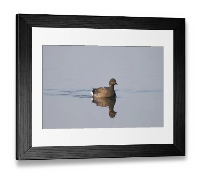 Framed Print : Brent Goose Branta bernicla in tidal creek at Brancaster Staithe Norfolk winter Framed Print : Brent Goose Branta bernicla in tidal creek at Brancaster Staithe Norfolk winter
