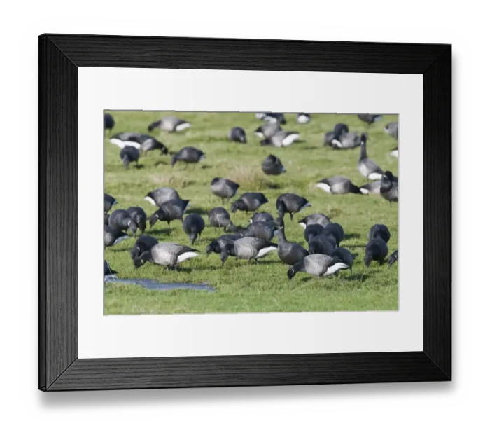 Framed Print : Brent Geese Branta bernicla on grazing marsh Norfolk winter Framed Print : Brent Geese Branta bernicla on grazing marsh Norfolk winter